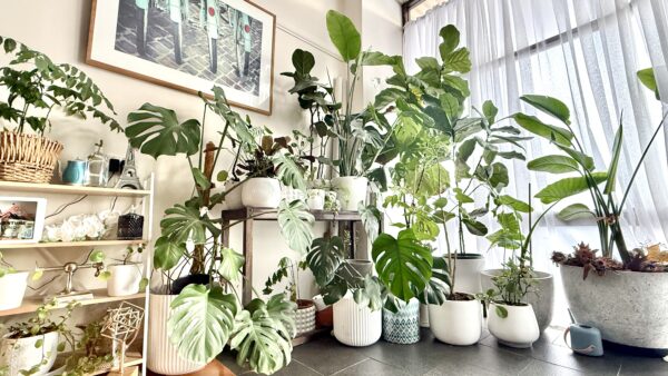 Enjoy the health benefits of indoor plants
