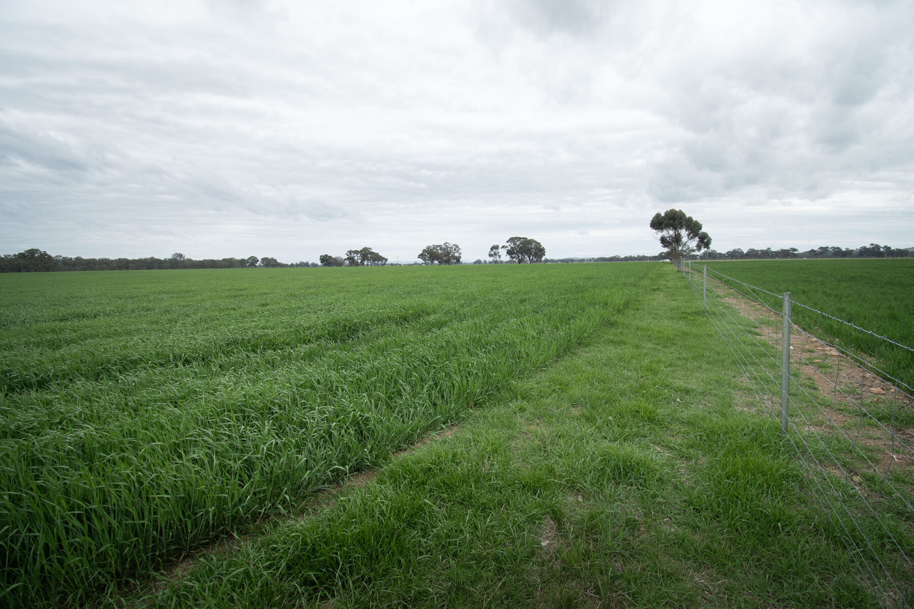 Land: 174 Timor Bromley Road, Timor, VIC, 3465 photo-18
