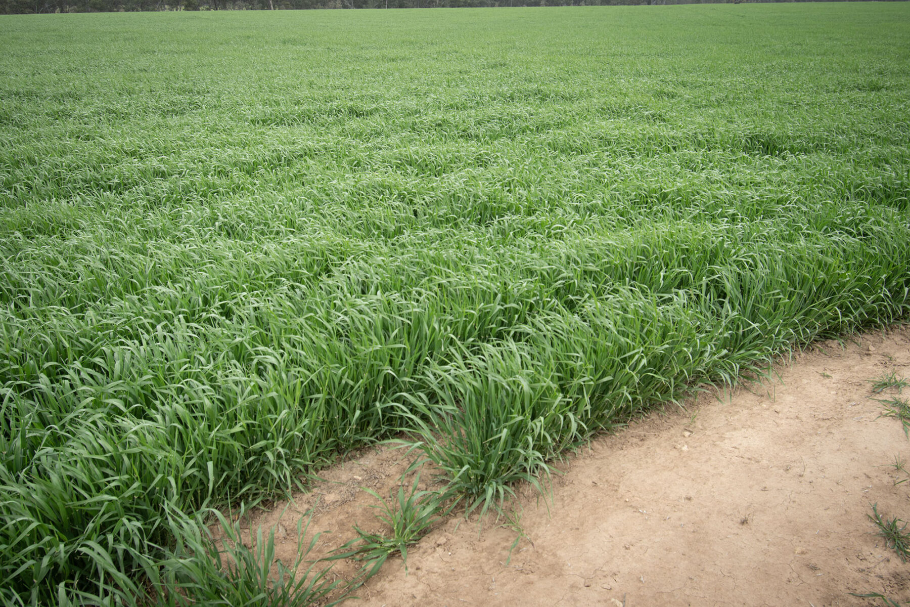 Land: 174 Timor Bromley Road, Timor, VIC, 3465 photo-9