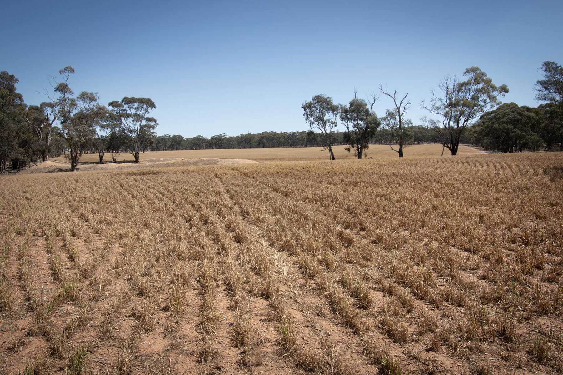 Land: 52 Tunstalls Road, Bealiba, VIC, 3475 photo-11