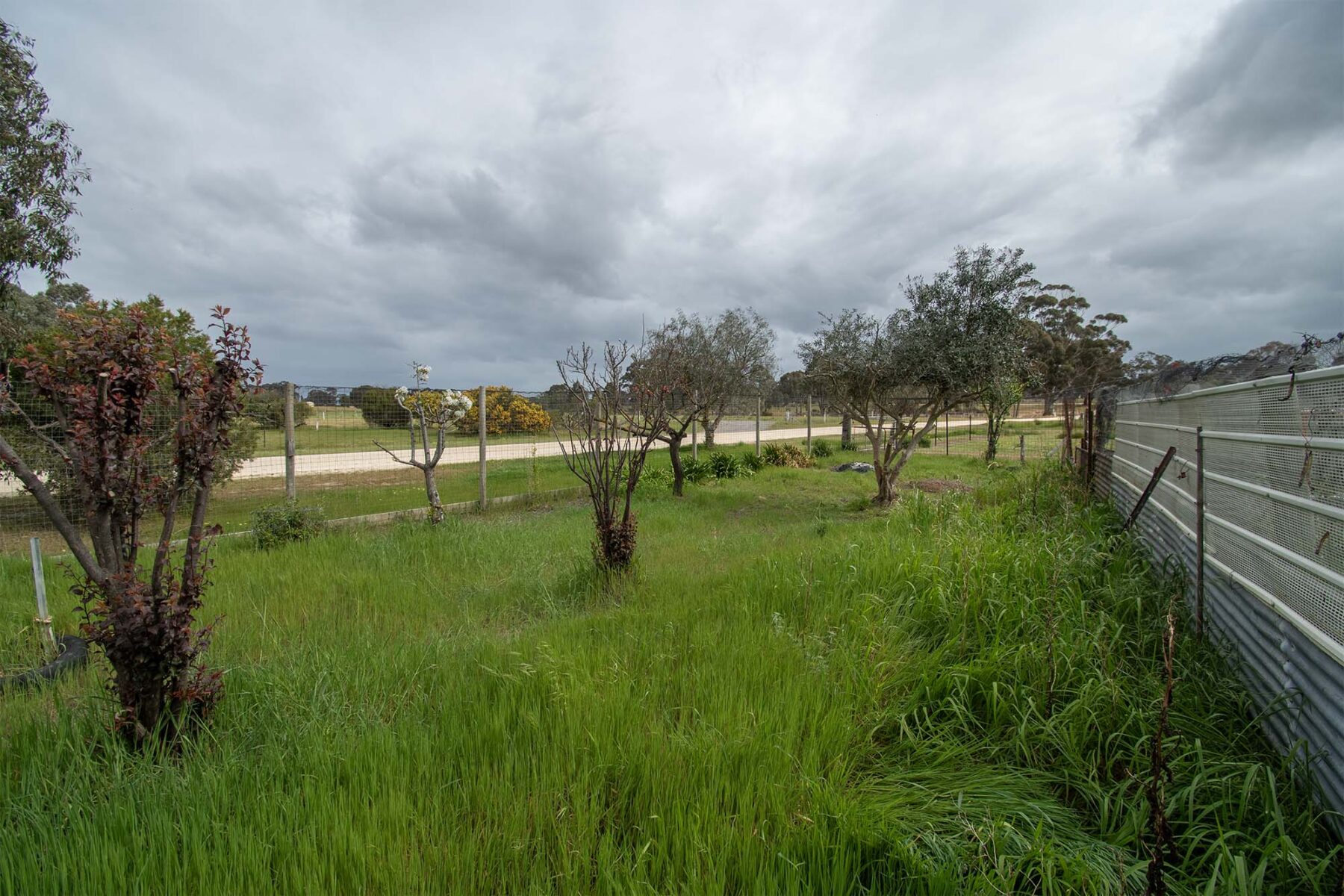 Land: 539 Timor Road, Bowenvale, VIC, 3465 photo-4