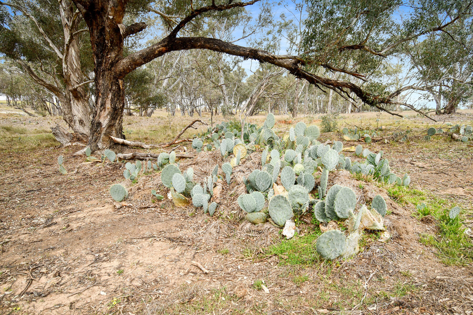 Land: 602 Old Eddington Road, Betley, VIC, 3465 photo-18