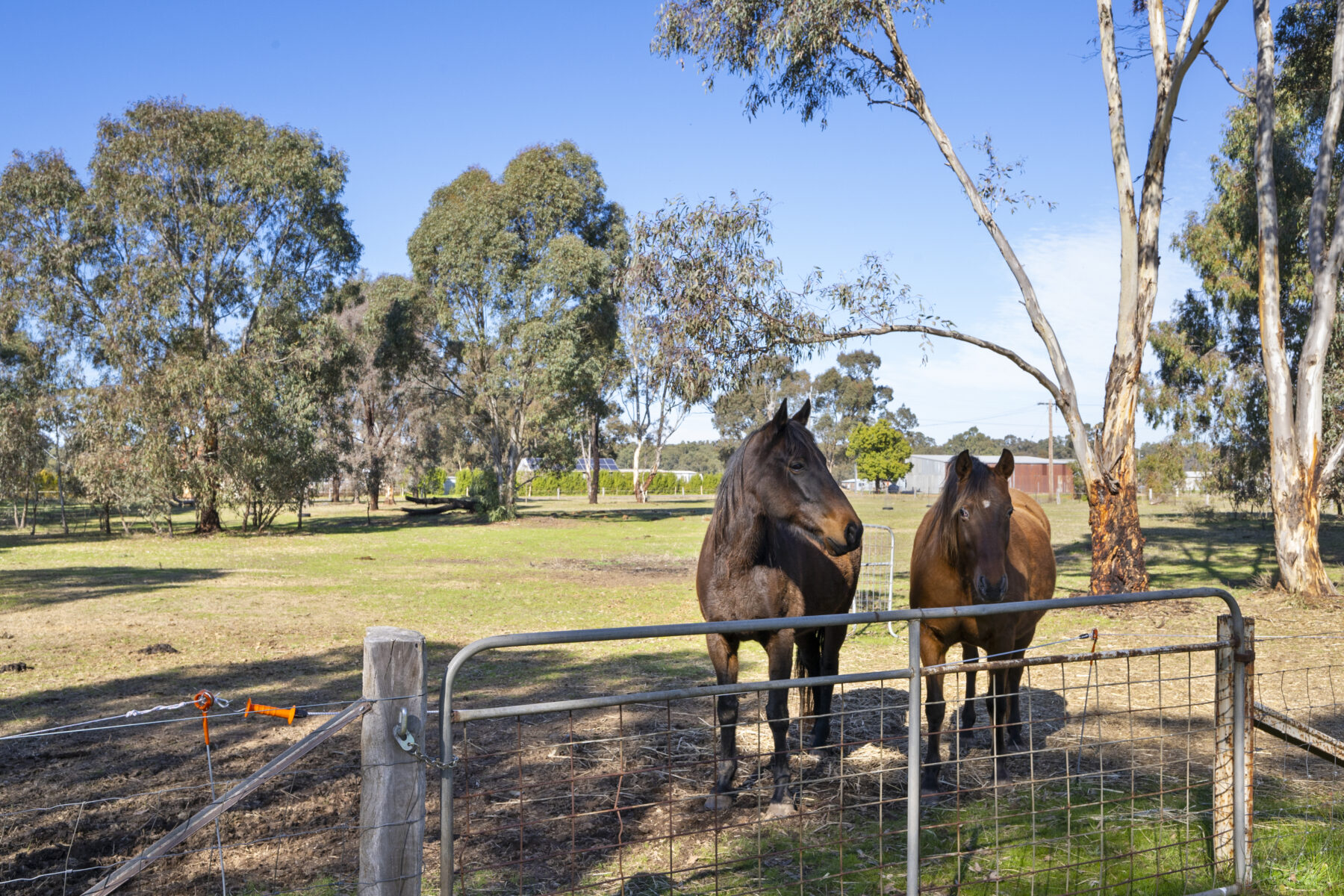 Property: 12 Desmond Street, Dunolly, VIC, 3472 photo-1