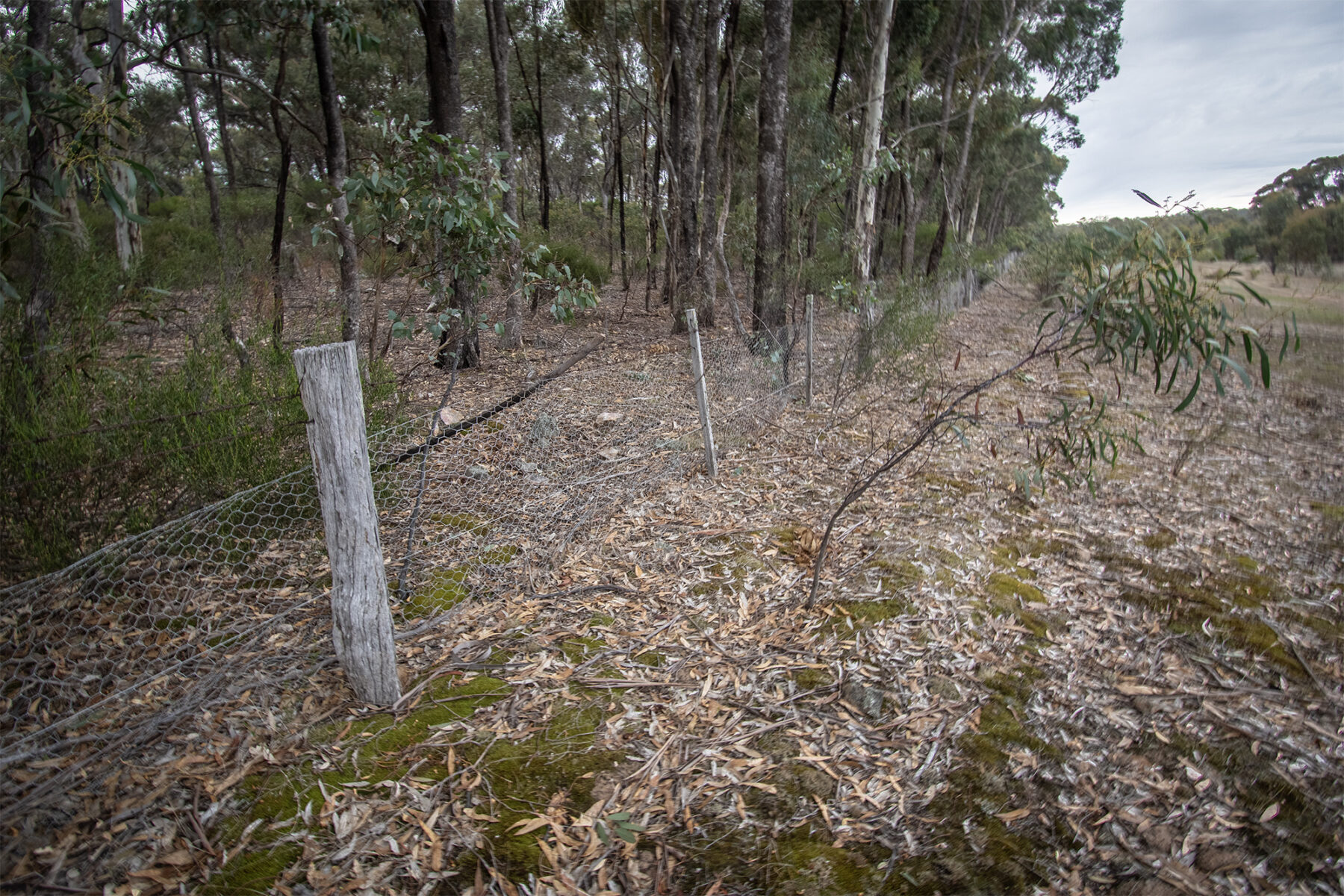 Property: CA6 SEC 1 Rheola-Arnold Road, Rheola, Vic, 3517 photo-12
