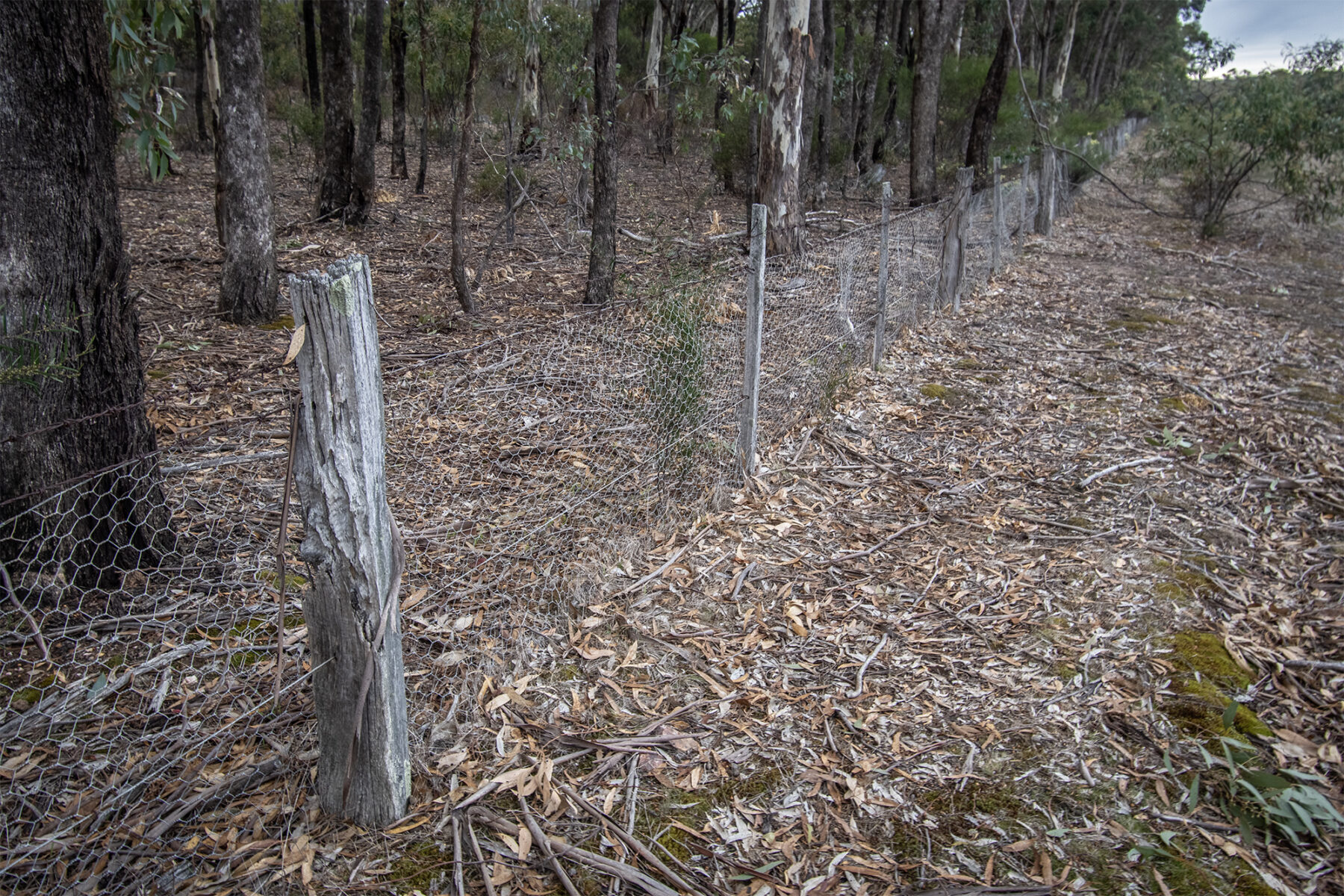 Property: CA6 SEC 1 Rheola-Arnold Road, Rheola, Vic, 3517 photo-11