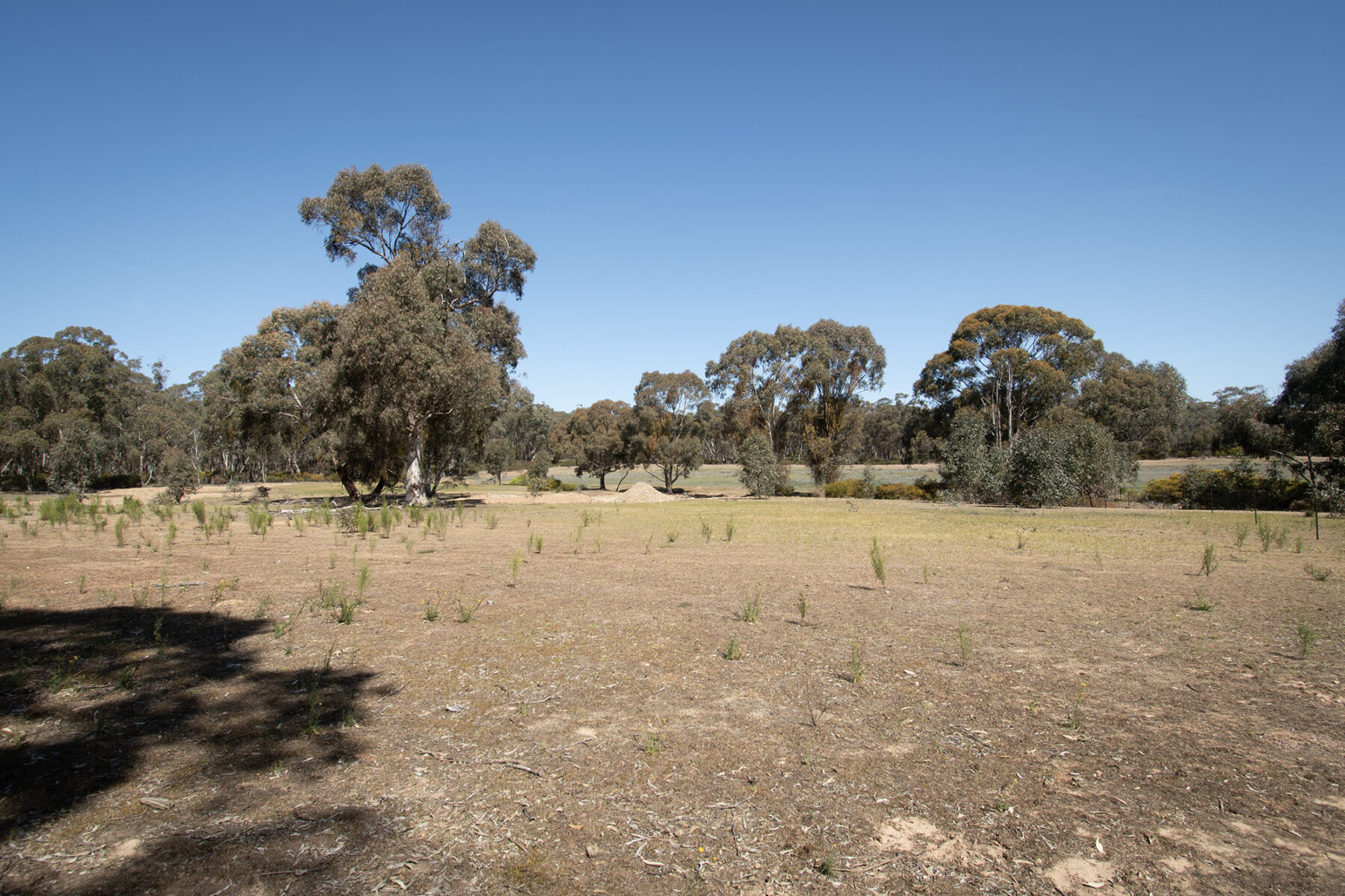 Property: Rheola, Vic, 3517 photo-13