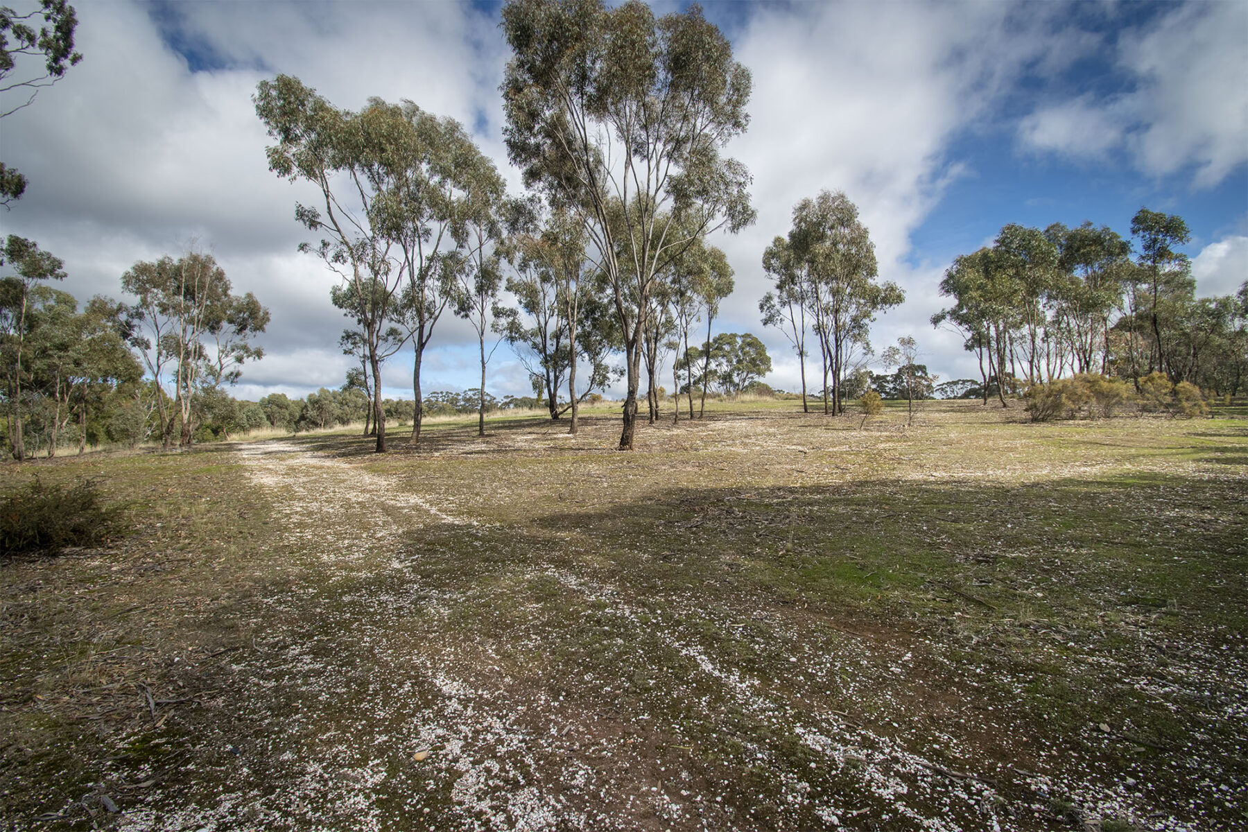 Property: 48 Griffiths Street, Maryborough, VIC, 3465 photo-18