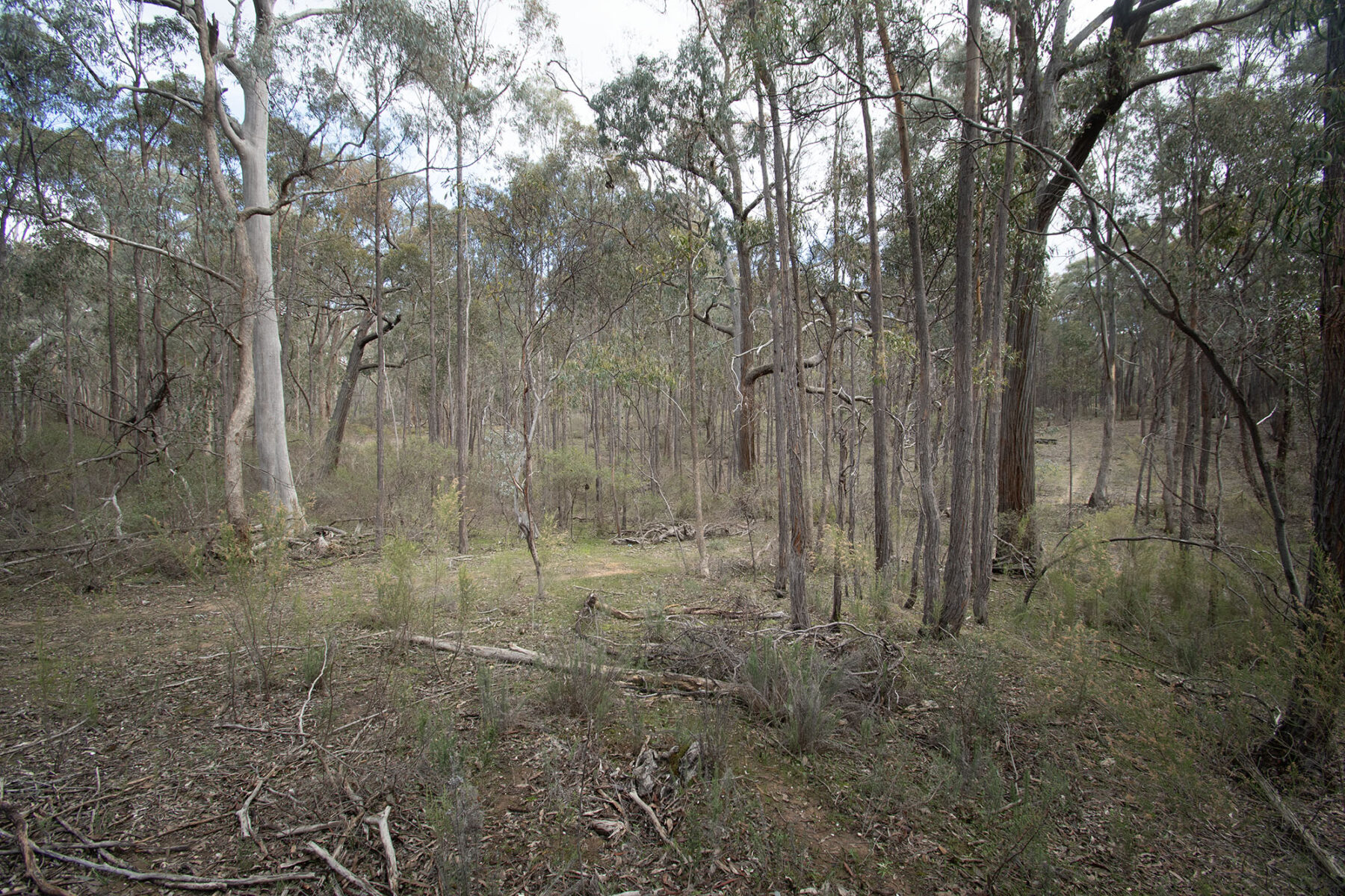 Property: 67B Stringybark Lane, Percydale, VIC, 3478 photo-11