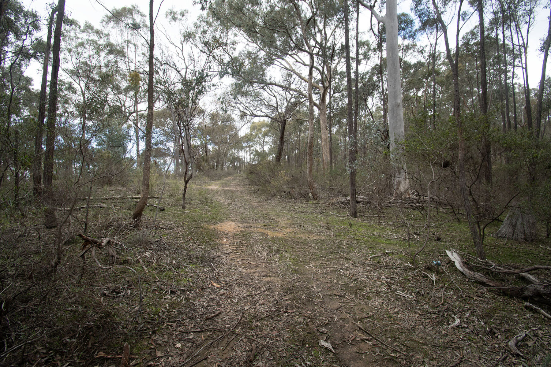 Property: 67B Stringybark Lane, Percydale, VIC, 3478 photo-7