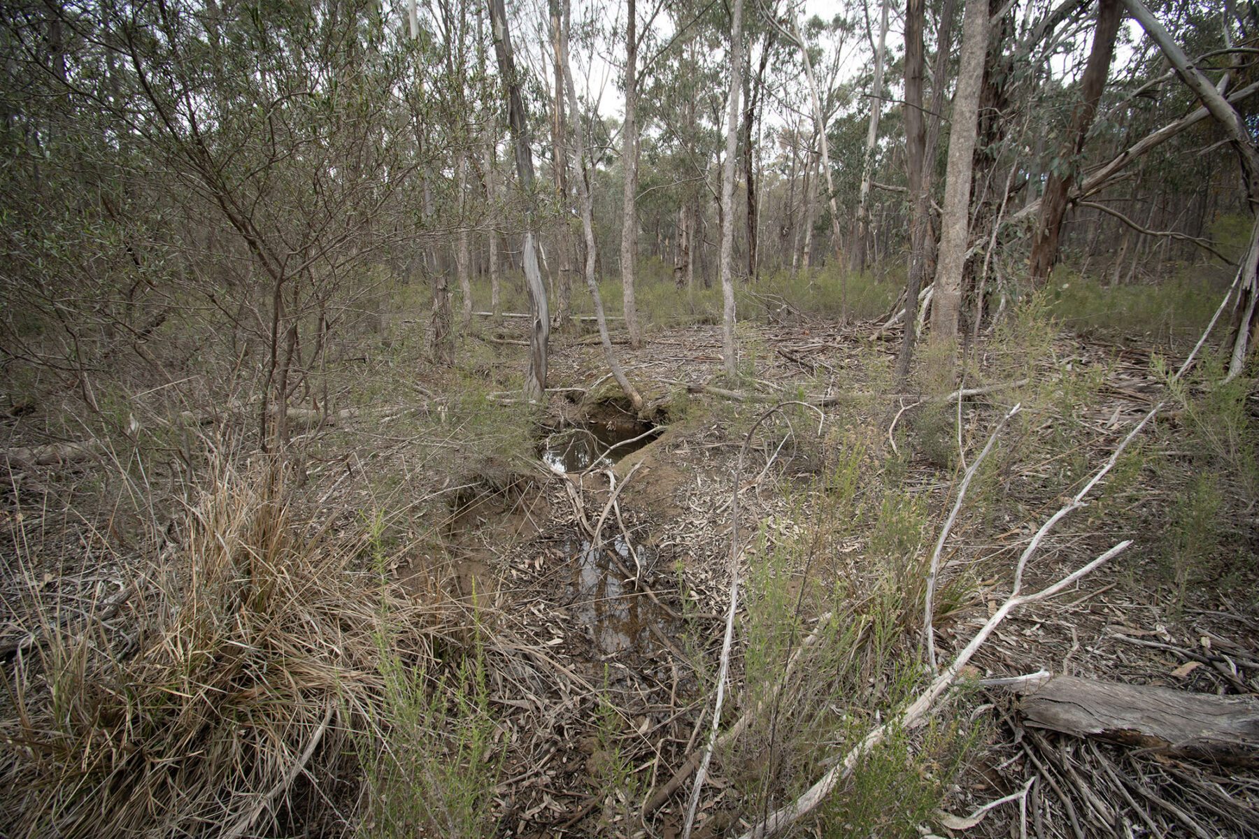 Property: 67B Stringybark Lane, Percydale, VIC, 3478 photo-5