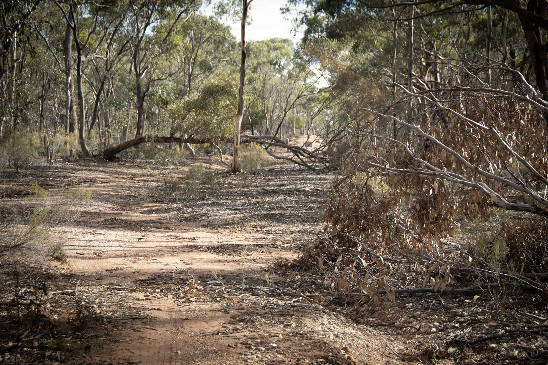 Land: CA 4, Sec 6/Part of 639 Maryborough-Dunolly Road, Havelock, VIC, 3465 photo-3