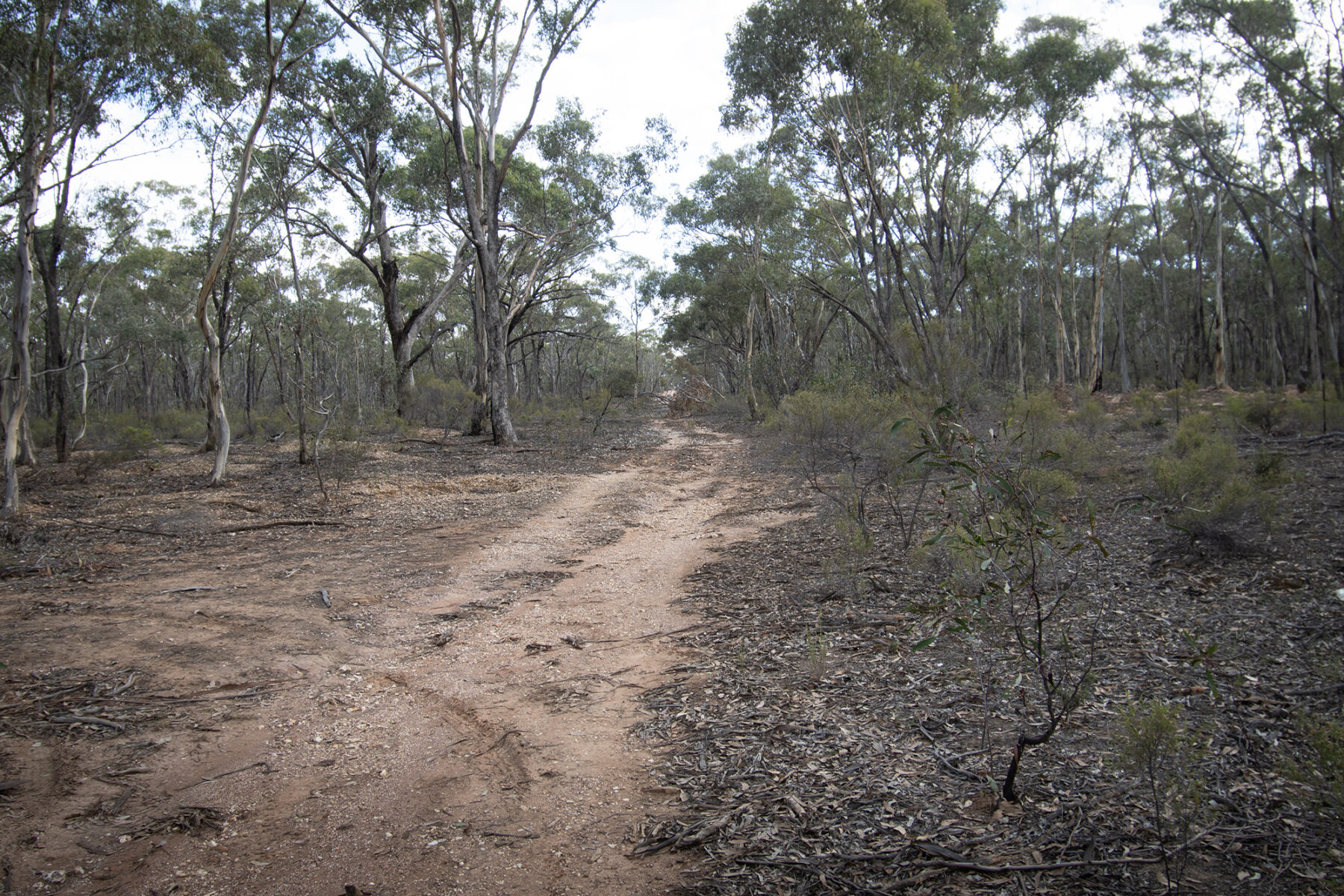 Land: CA 4, Sec 6/Part of 639 Maryborough-Dunolly Road, Havelock, VIC, 3465 photo-4