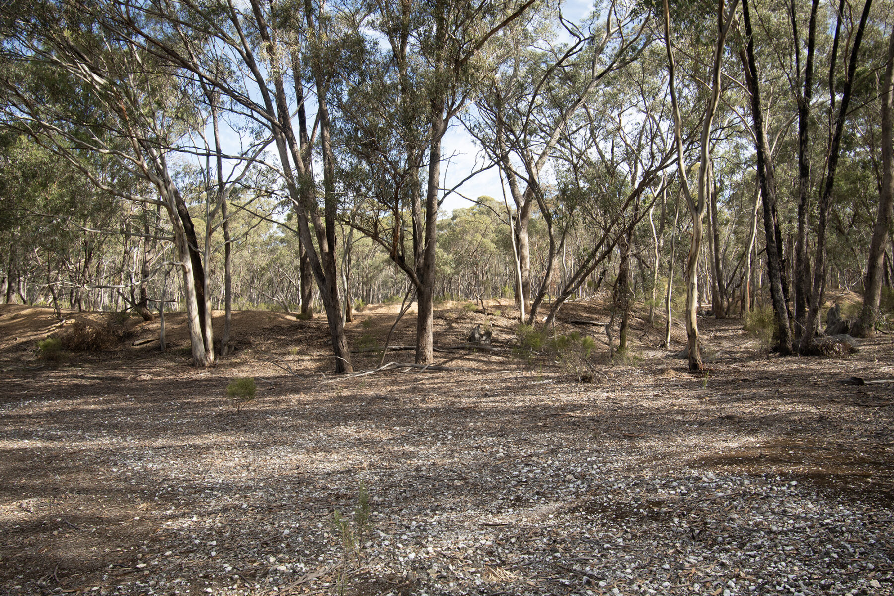 Land: CA 4 SEC 6/PART OF 639 MARYBOROUGH DUNOLLY ROAD, MARYBOROUGH, VIC, 3465 photo-3