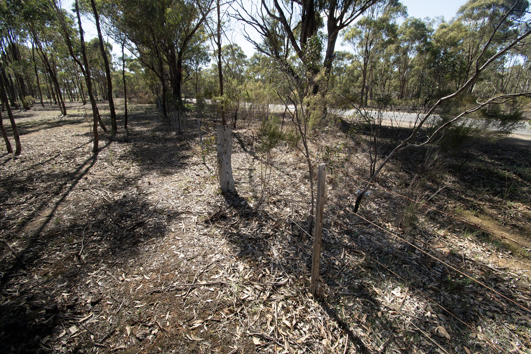 Land: 585 Maryborough-Dunolly Road, Havelock, VIC, 3465 photo-10