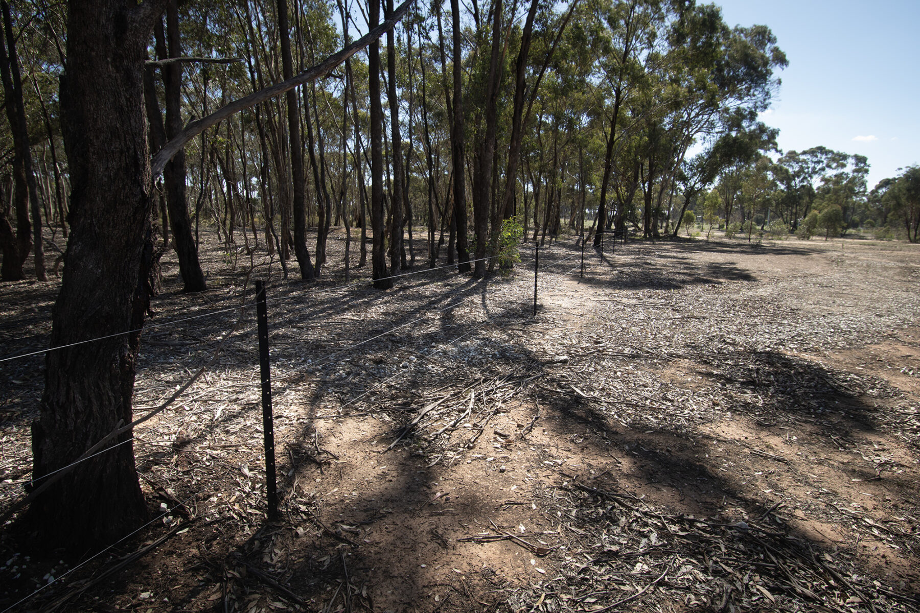 Land: 585 Maryborough-Dunolly Road, Havelock, VIC, 3465 photo-7