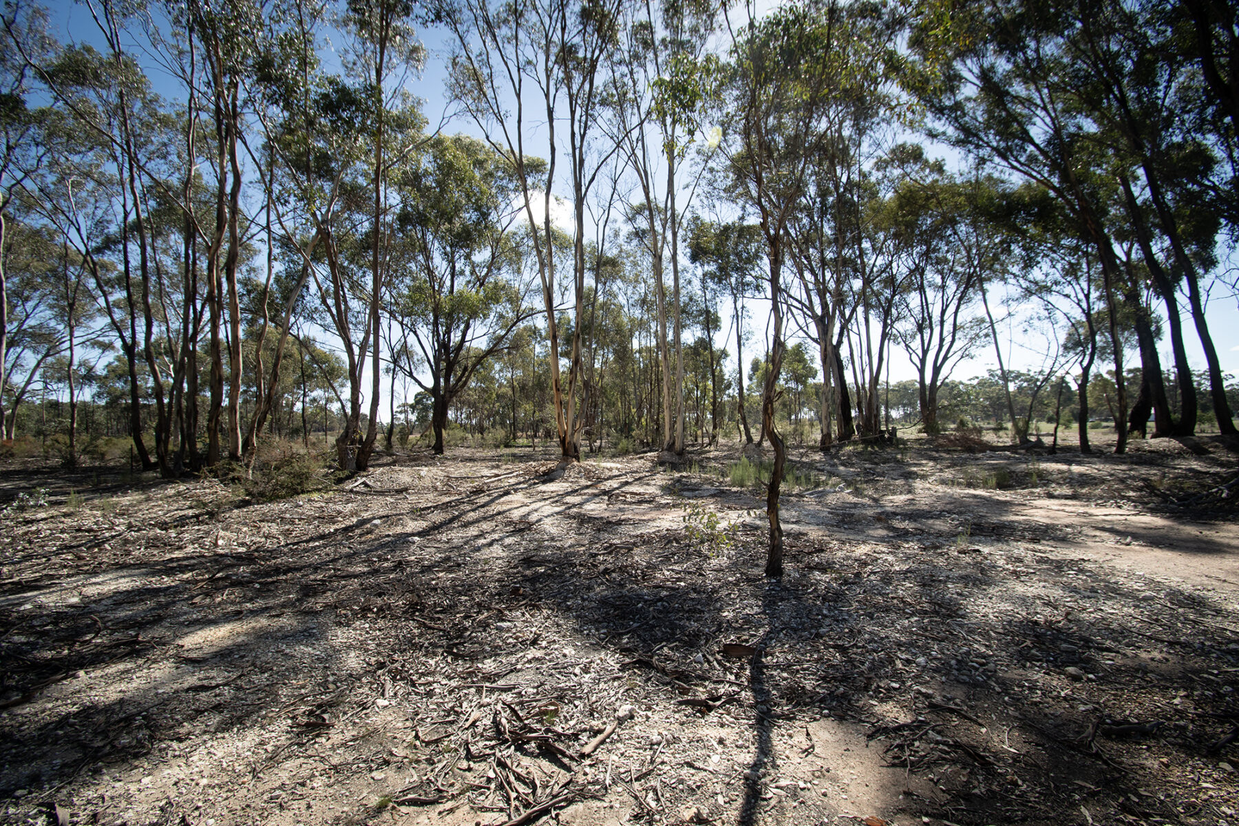 Land: 585 Maryborough-Dunolly Road, Havelock, VIC, 3465 photo-6