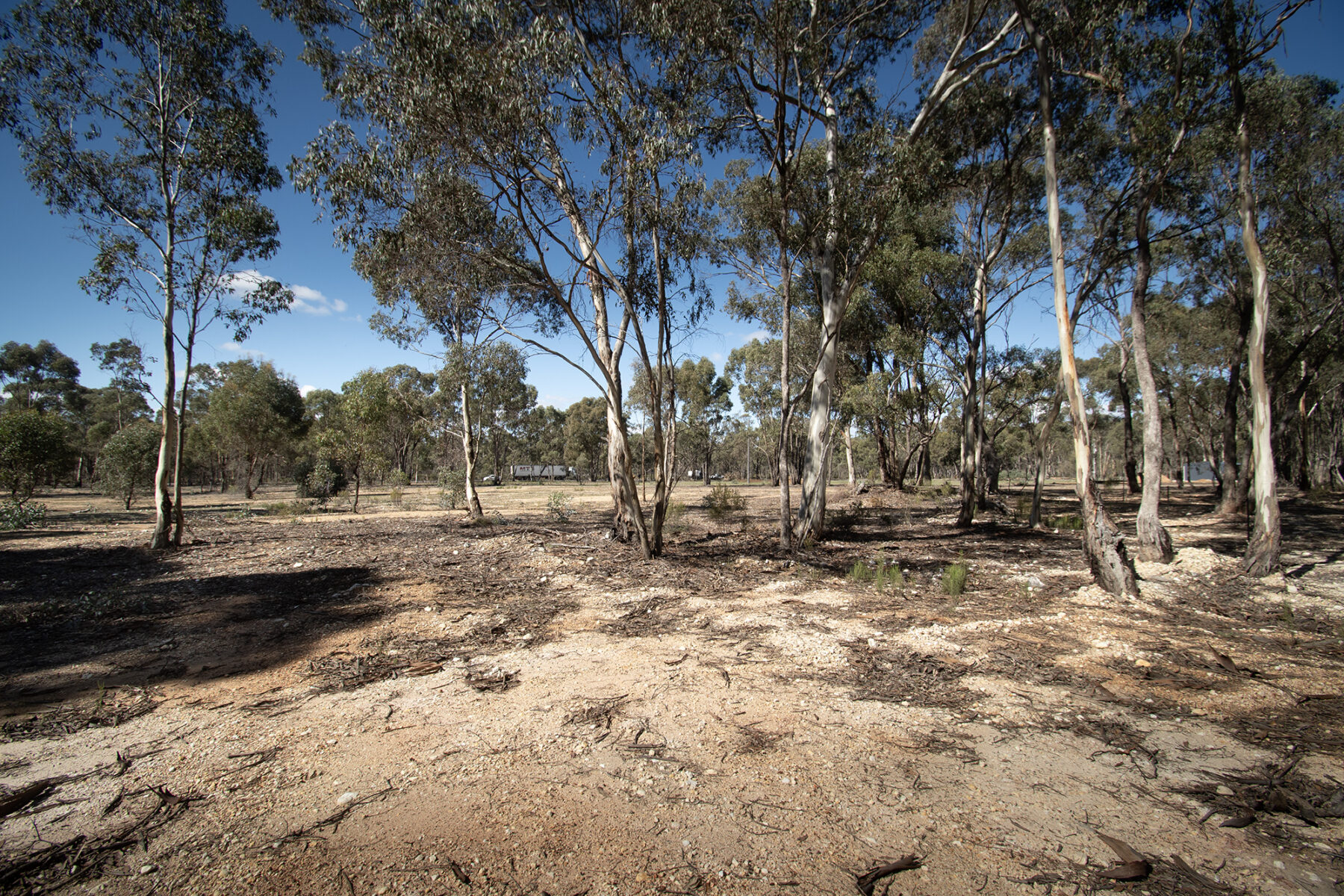 Land: 585 Maryborough-Dunolly Road, Havelock, VIC, 3465 photo-5