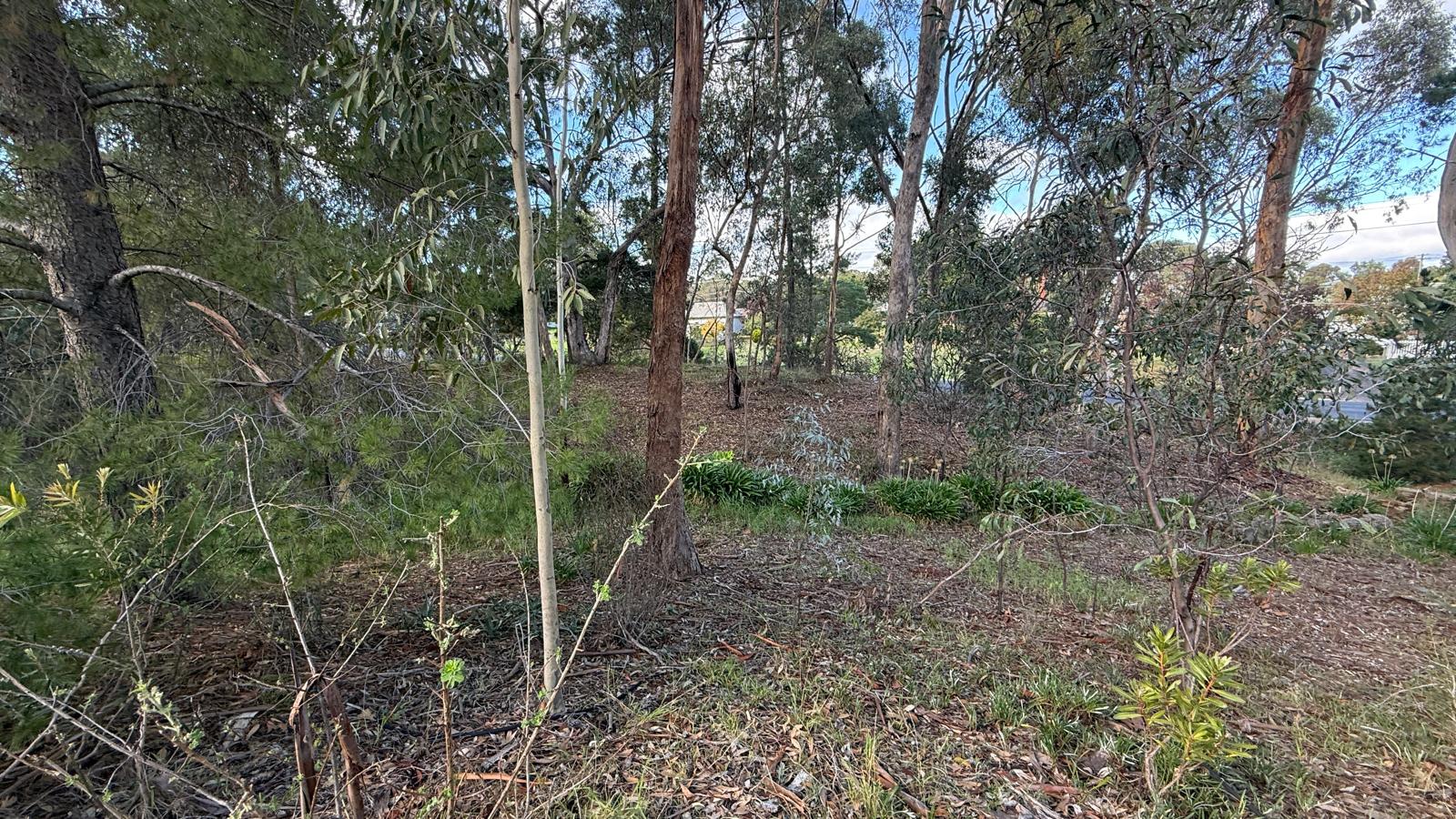 Property: 3 Boyce Street, Avoca, VIC, 3467 photo-4